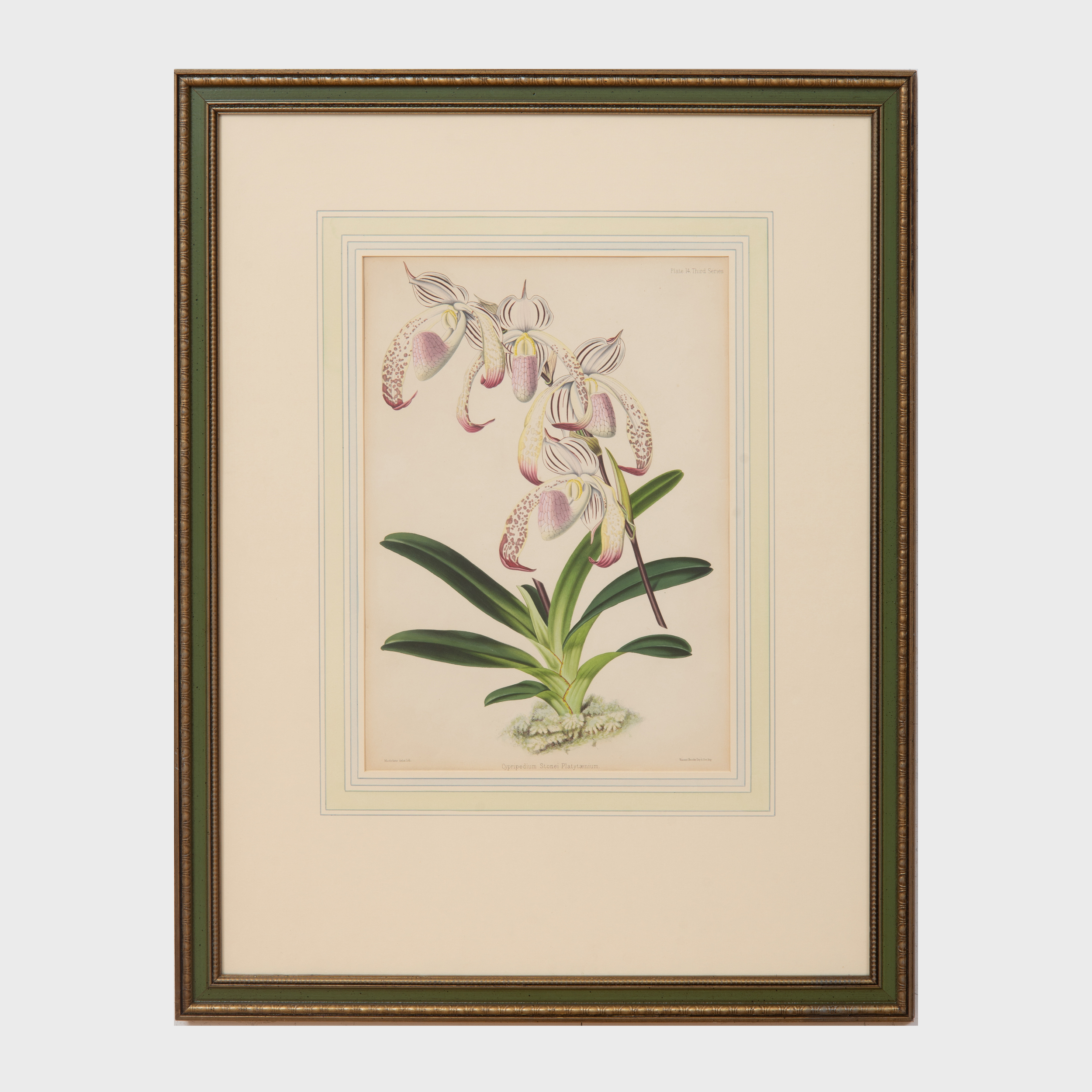john nugent fitch orchid album