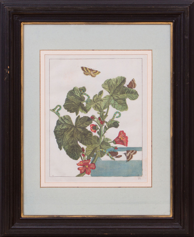 FRENCH SCHOOL: BOTANICAL STUDIES WITH INSECTS: TWELVE PLATES