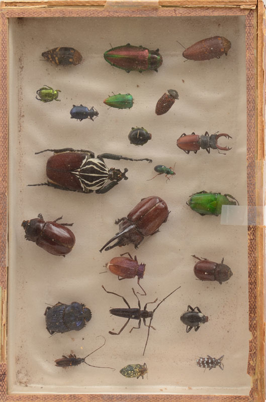 Three Specimen Shadow Boxes of Beetles