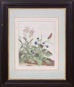 FRENCH SCHOOL: BOTANICAL STUDIES WITH INSECTS: TWELVE PLATES