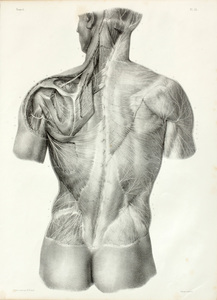 Nicolas Henri Jacob (1782-1871): Anatomical Images