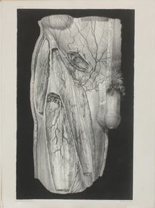 Nicolas Henri Jacob (1782-1871): Anatomical Images