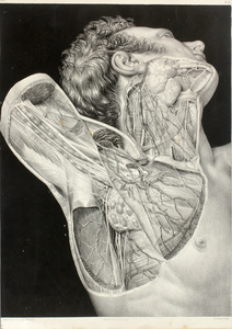 Nicolas Henri Jacob (1782-1871): Anatomical Images