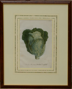 Johan Wilhelm Weinmann (1683-1741): Cabbages