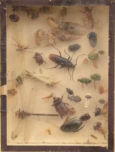 Three Specimen Shadow Boxes of Beetles