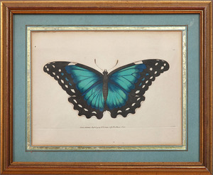 After Frederick Polydore Nodder (fl.1770-c.1800): Butterfly