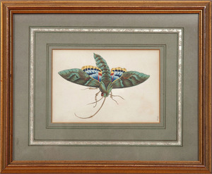 After Frederick Polydore Nodder (fl.1770-c.1800): Butterfly