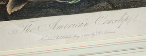 ROBERT JOHN THORNTON (1768-1837): THE AMERICAN COWSLIP; AND THE NARROW-LEAVED KALMIA