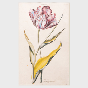 Johann Michael Seligmann (1720-1762): Tulips: Two Plates
