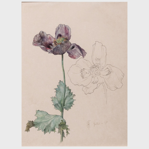 French School: Botanical Studies: Three Drawings