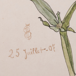 French School: Botanical Studies: Three Drawings