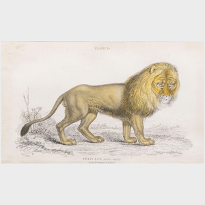 British School: Hybrid Between a Lion & Tigress; and Felis Leo