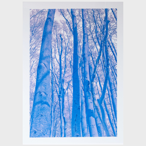 Nathaniel Kramer: Trees (Blue); Trees (Green); and Trees (Purple)