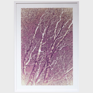 Nathaniel Kramer: Trees (Blue); Trees (Green); and Trees (Purple)
