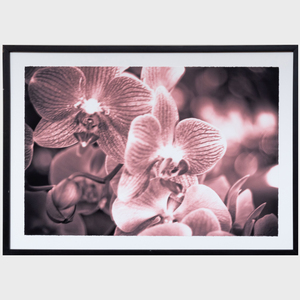 Nathaniel Kramer: Orchid; and Untitled