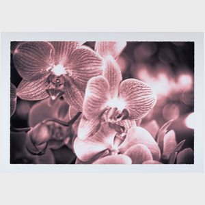 Nathaniel Kramer: Orchid; and Untitled