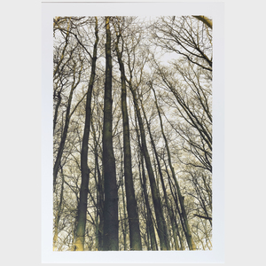 Nathaniel Kramer: Trees; and Trees