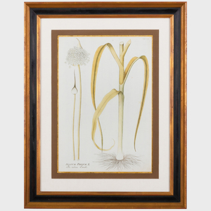 Joseph Plenck (1738-1807): Plantarium Medicinalium: Four Plates