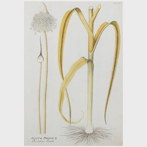 Joseph Plenck (1738-1807): Plantarium Medicinalium: Four Plates