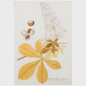 Joseph Plenck (1738-1807): Plantarium Medicinalium: Four Plates