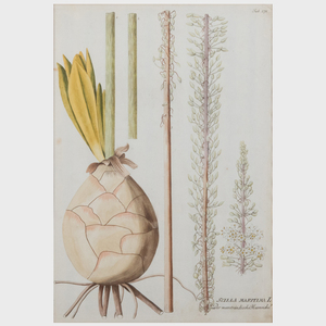 Joseph Plenck (1738-1807): Plantarium Medicinalium: Four Plates