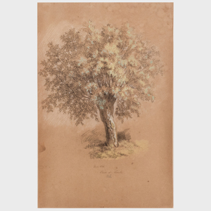 French School: Etude de Saule