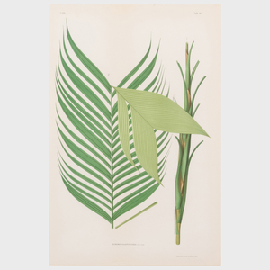 J. Goffin Fils, Publishers: Palm Fronds: Two Plates