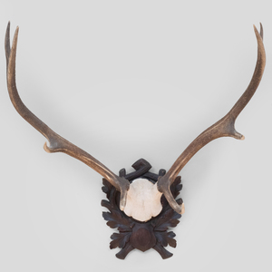 Antler Trophy Mounted on an Oak Cartouche