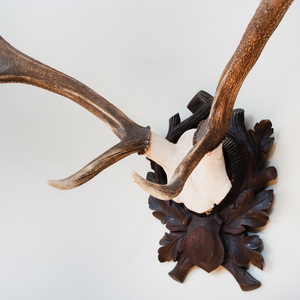 Antler Trophy Mounted on an Oak Cartouche