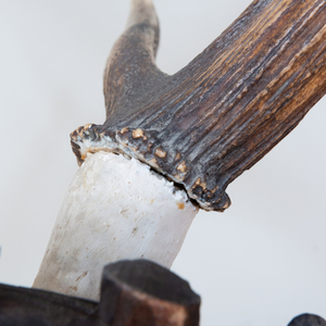 Antler Trophy Mounted on an Oak Cartouche