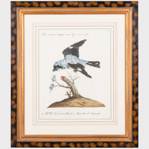 Saviero Manetti (1723-1784): Storia naturale degli uccelli tratta con metodo e adornata di figure inigliate in rame e miniate al naturale: Six Plates