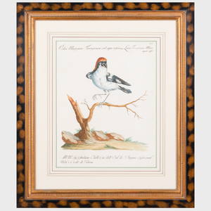 Saviero Manetti (1723-1784): Storia naturale degli uccelli tratta con metodo e adornata di figure inigliate in rame e miniate al naturale: Six Plates