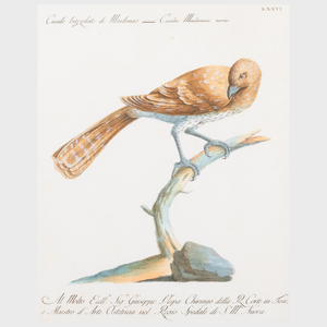 Saviero Manetti (1723-1784): Storia naturale degli uccelli tratta con metodo e adornata di figure inigliate in rame e miniate al naturale: Six Plates