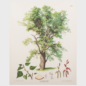 Carl Gerhold & Son, Publisher: Trees: Three Plates