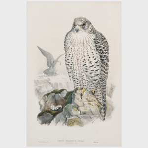 J. Wolf and H.C. Richter: Falco Candicans; and Falco Islandic, from john Gould's The Birds of Great Britain