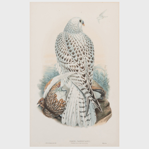 J. Wolf and H.C. Richter: Falco Candicans; and Falco Islandic, from john Gould's The Birds of Great Britain